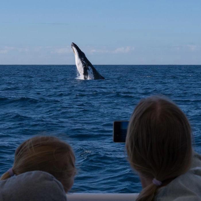 Kokomo Cruises Whale Watching Cruise