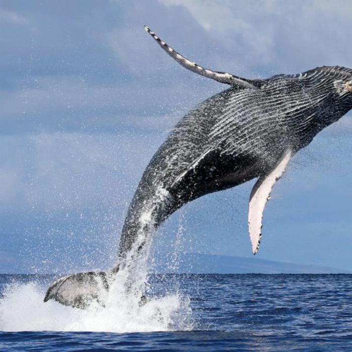 Whale Tales Whale Watching Private Intimate Whale Watching (Weekday)