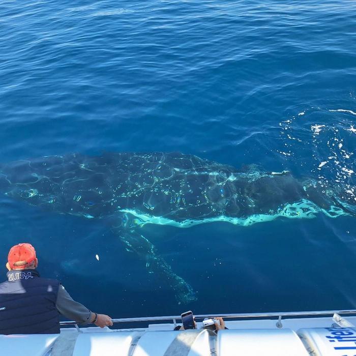 Whale Tales Whale Watching Private Intimate Whale Watching (Weekend / Public Holiday)