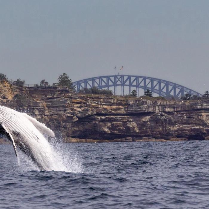 Whale Tales Whale Watching Private Intimate Whale Watching (Weekend / Public Holiday)
