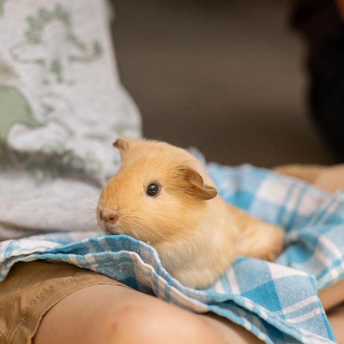 Trevena Glen Farm 1hr Animal Experience (General Public)