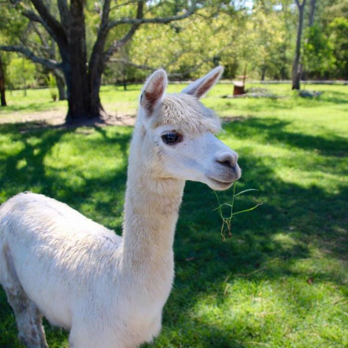 Trevena Glen Farm 1hr Animal Experience (general public) and Miniature Train Ride Package