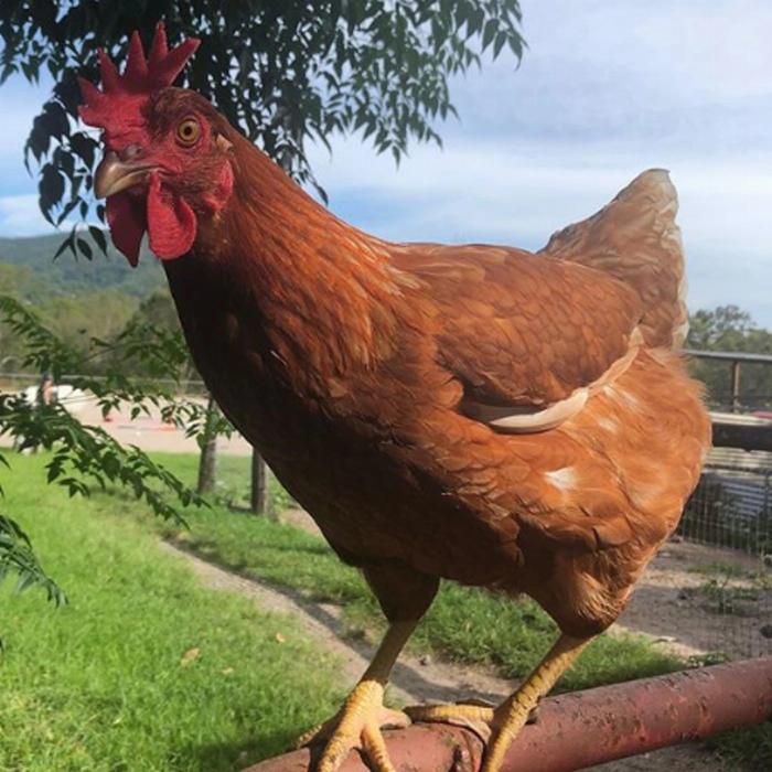 Trevena Glen Farm 1hr Premium Animal Tour