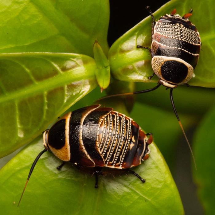 Let's Go Buggin Let’s Go Buggin Morning Walk