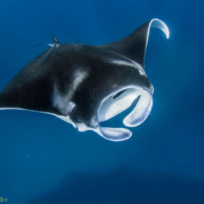Kings Ningaloo Reef Tours Whale Shark Snorkelling Adventure Tour (Observer)
