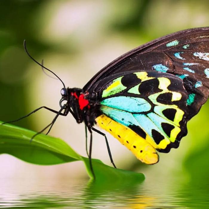 Tropic Wings Kuranda Deluxe with Kuranda Scenic Railway and Australian Butterfly Sanctuary (Family 2A/2C Per Person Rate) - EALT