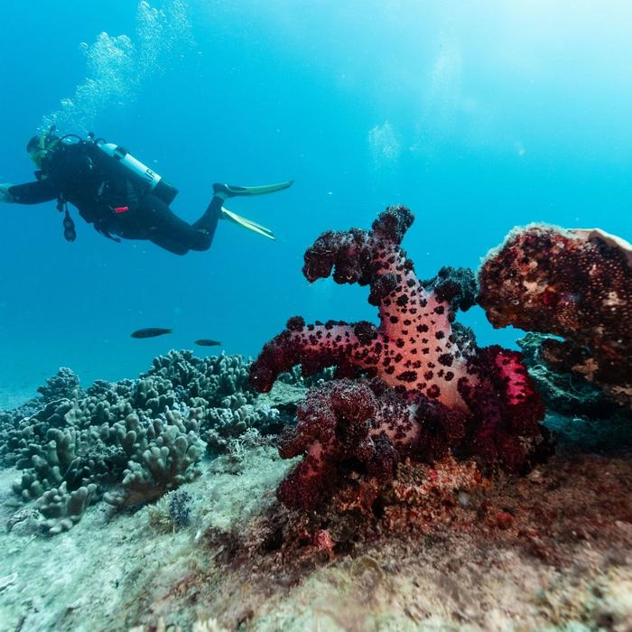 Shark Bay Eco Tours Dive Shark Bay (Certified Divers Tanks and Weights Only)