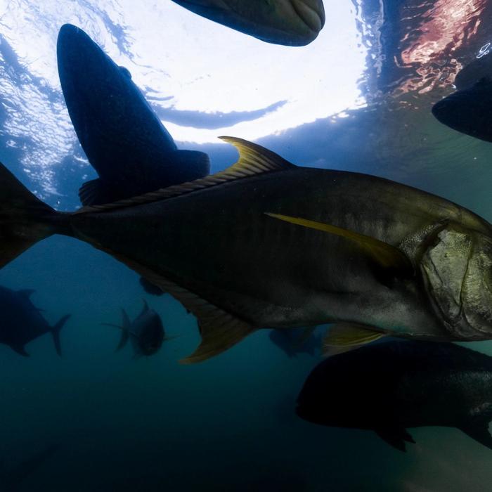 Shark Bay Eco Tours Aquarium Shark Dive Experience (Certified Divers Tanks and Weights Only)