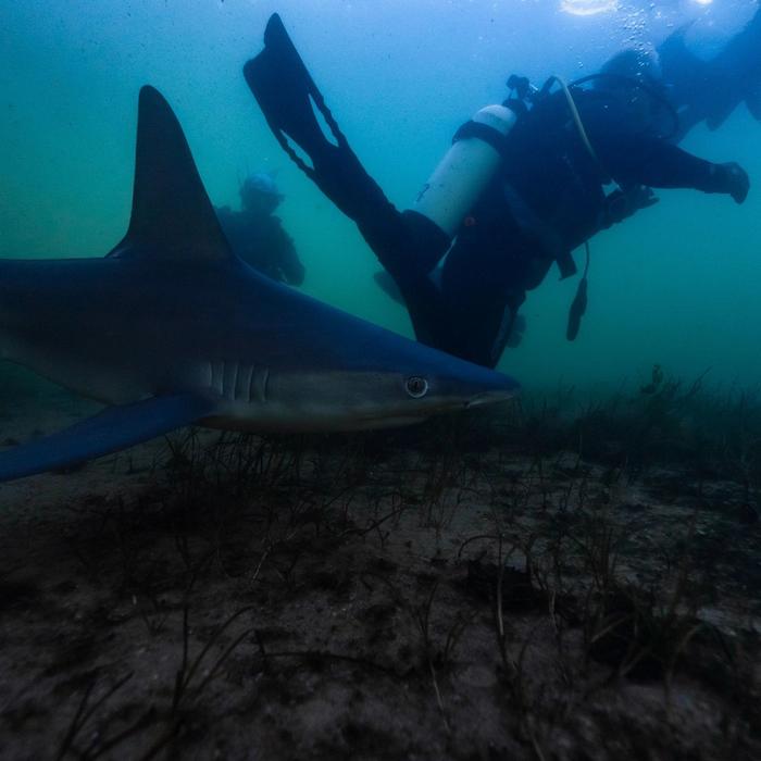 Shark Bay Eco Tours Aquarium Shark Dive Experience (Certified Divers Tanks and Weights Only)