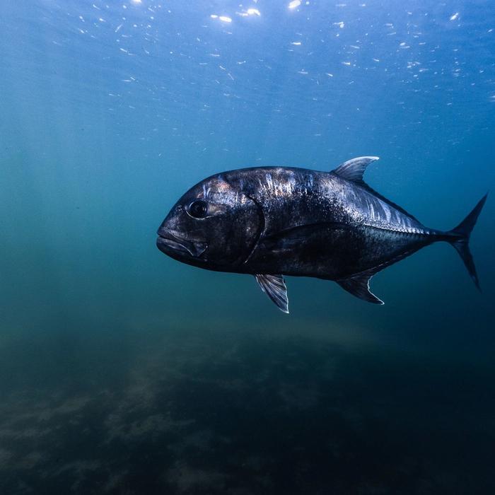 Shark Bay Eco Tours Aquarium Shark Dive Experience (Discover Scuba Dive Non-Certified Diver)