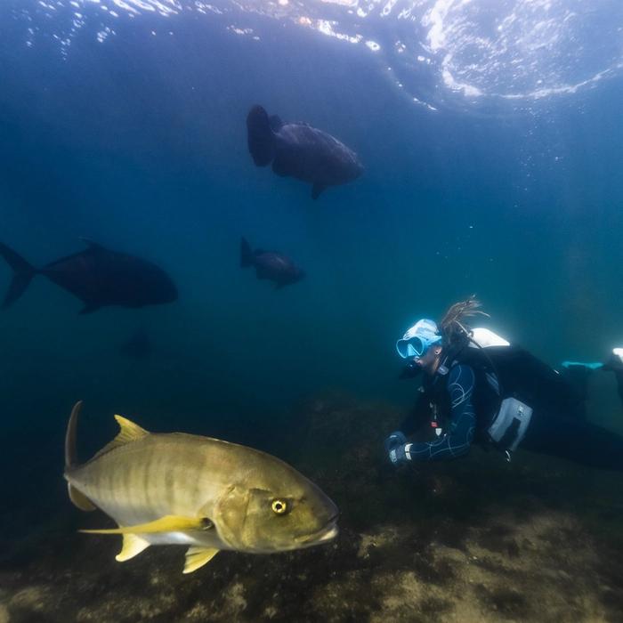 Shark Bay Eco Tours Aquarium Shark Dive Experience (Discover Scuba Dive Non-Certified Diver)