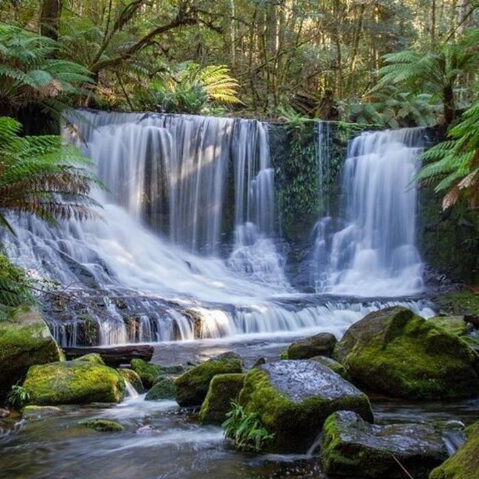 Safe Travel and Tour Services A Day Tour to Mt Field and Bonorong Wildlife Sanctuary