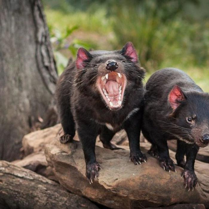 Safe Travel and Tour Services A Day Tour to Mt Field and Bonorong Wildlife Sanctuary
