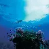 Sail and Dive Adventures - Snorkeller HIGH RES.jpg