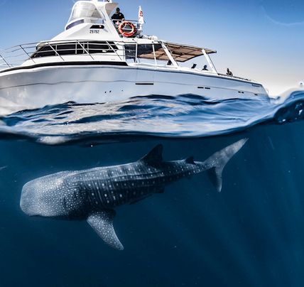 1 Day Whale Shark Snorkel Adventure