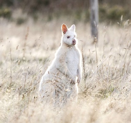 1 Day Bruny Island Tour