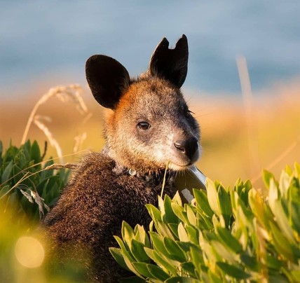 2 Day Great Ocean Road Tour
