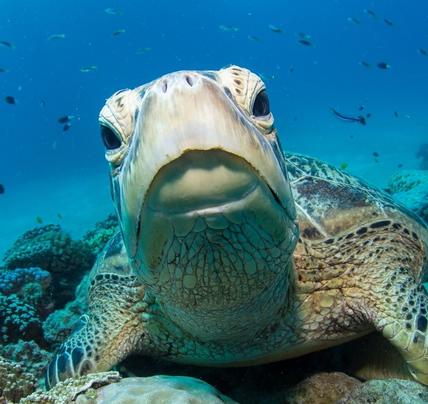 14 Day Sydney to Cairns Tour