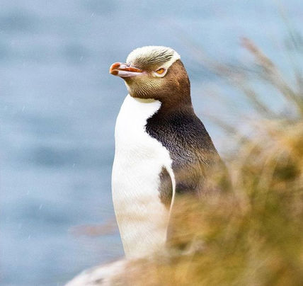 7 Day North Island Adventure