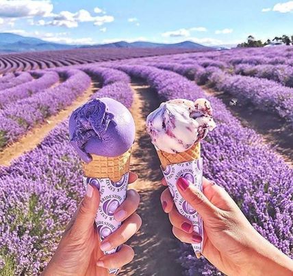 1 Day Port Arthur & Lavender Farm