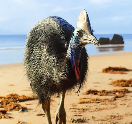 1 Day Cape Tribulation Tour
