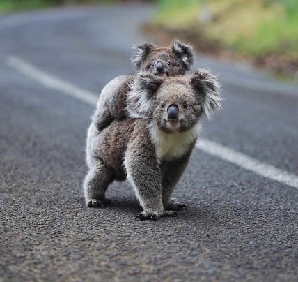3 Day Great Ocean Road & Grampians