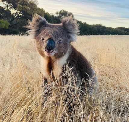 3 Day Kangaroo Island Camping Adventure