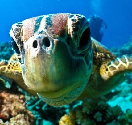 28 Days Sydney to Cairns Ultimate