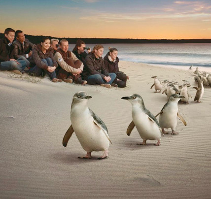 1 Day Phillip Island and Penguins