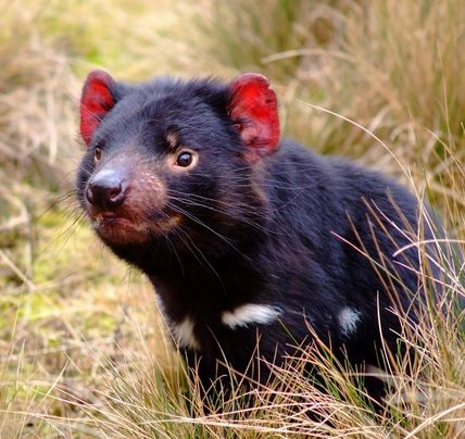 1 Day Port Arthur & Tasmania Devil