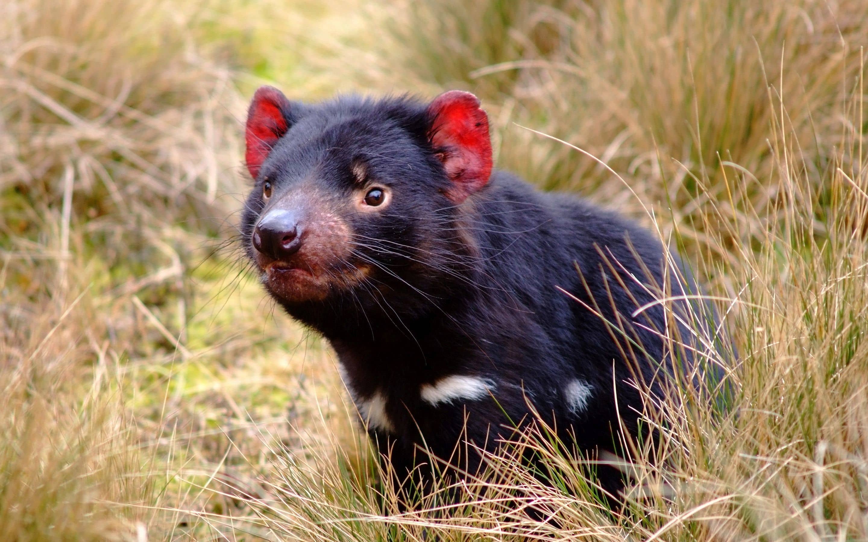 1 Day Port Arthur & Tasmania Devil