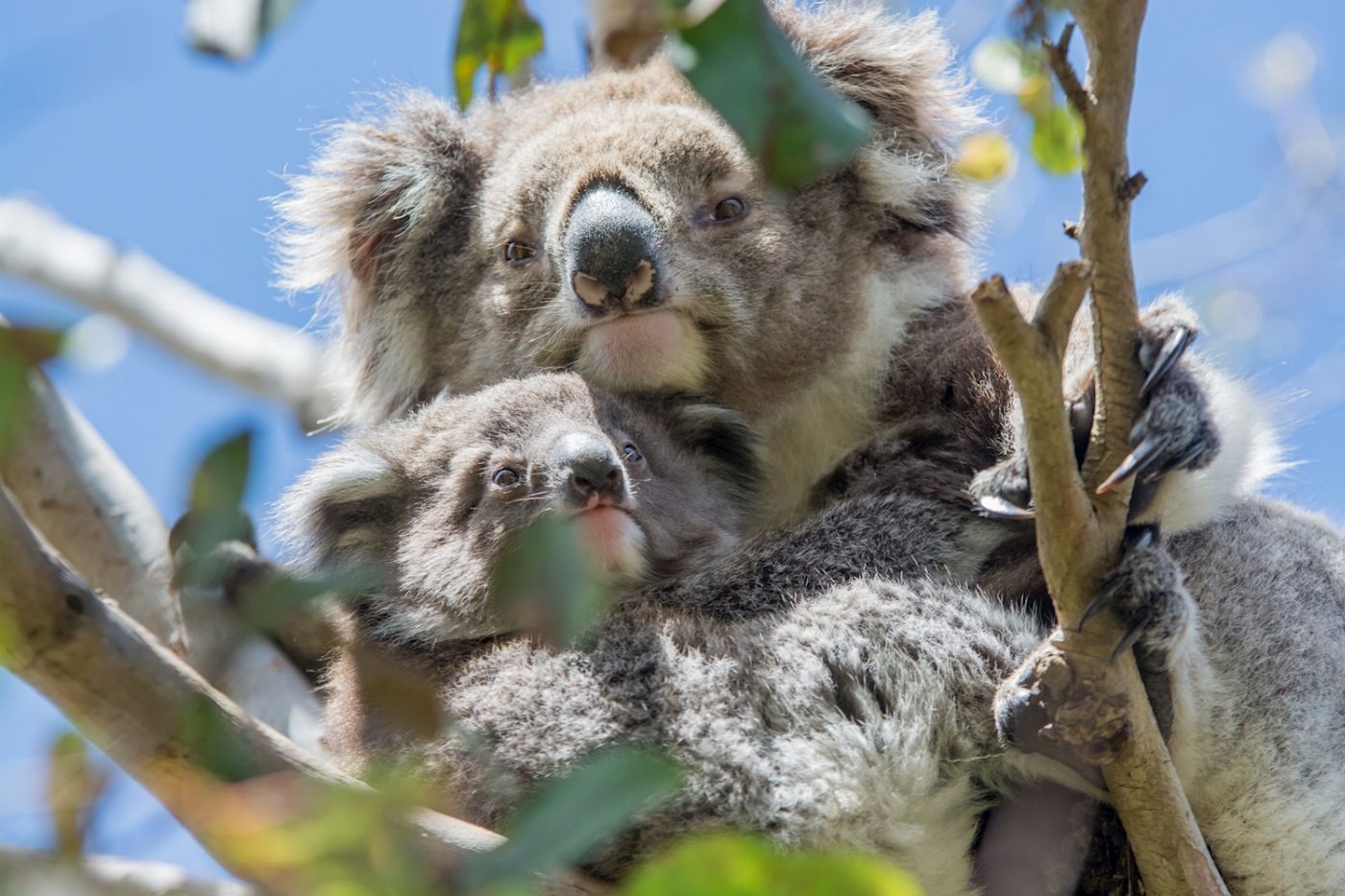 Autopia Tours Great Ocean Road Twelve Apostles Tour