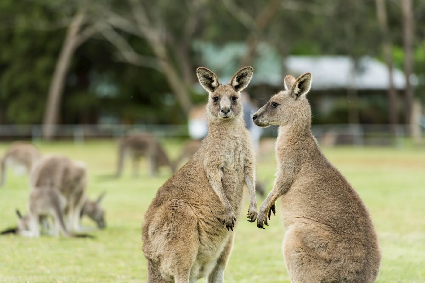 Autopia Tours Grampians National Park Wildlife Tour