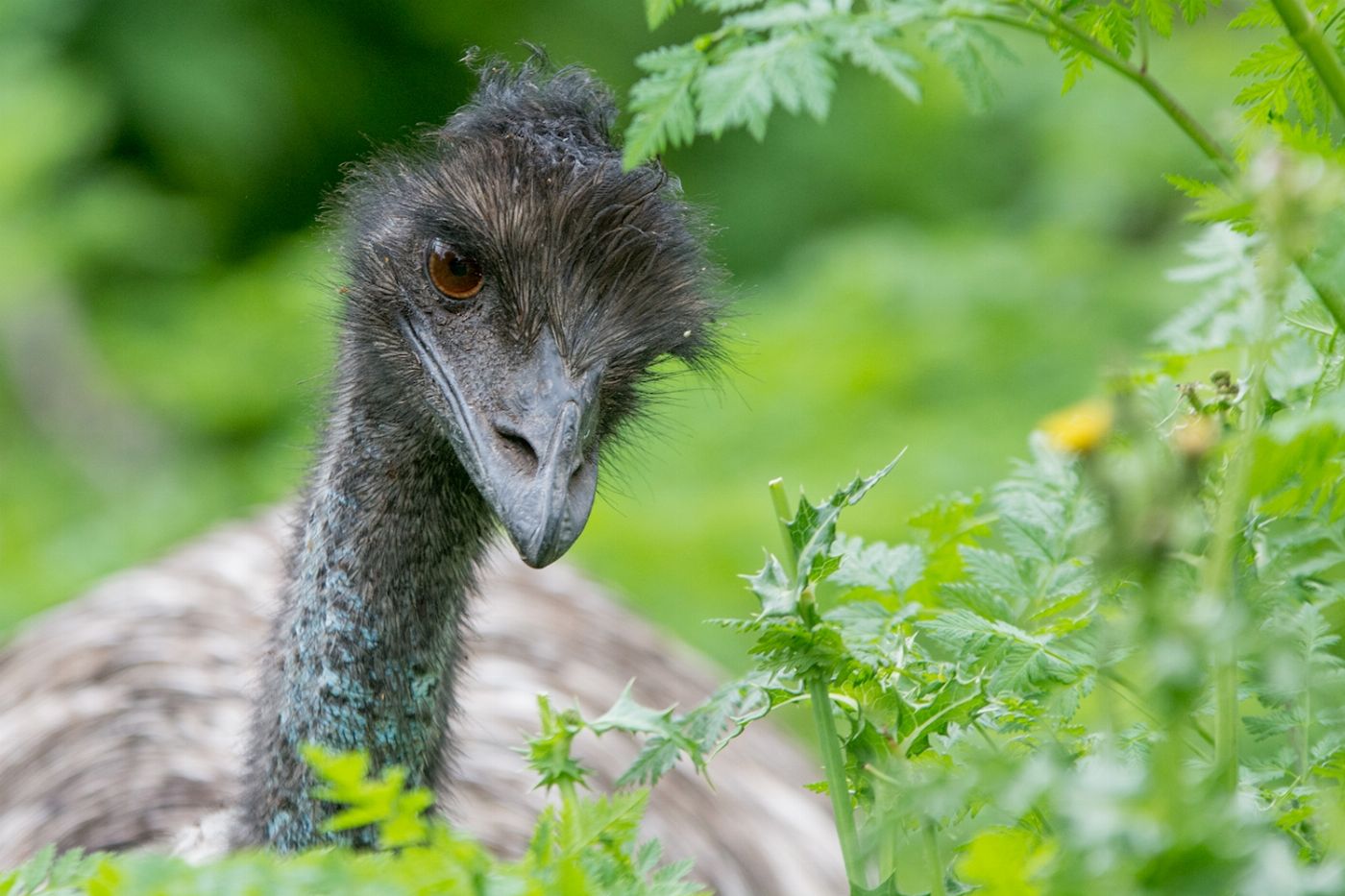 Autopia Tours Grampians National Park Wildlife Tour
