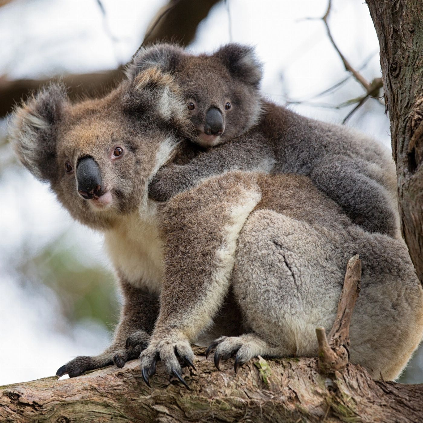 Bunyip Tours Great Ocean Road Sunset Tour