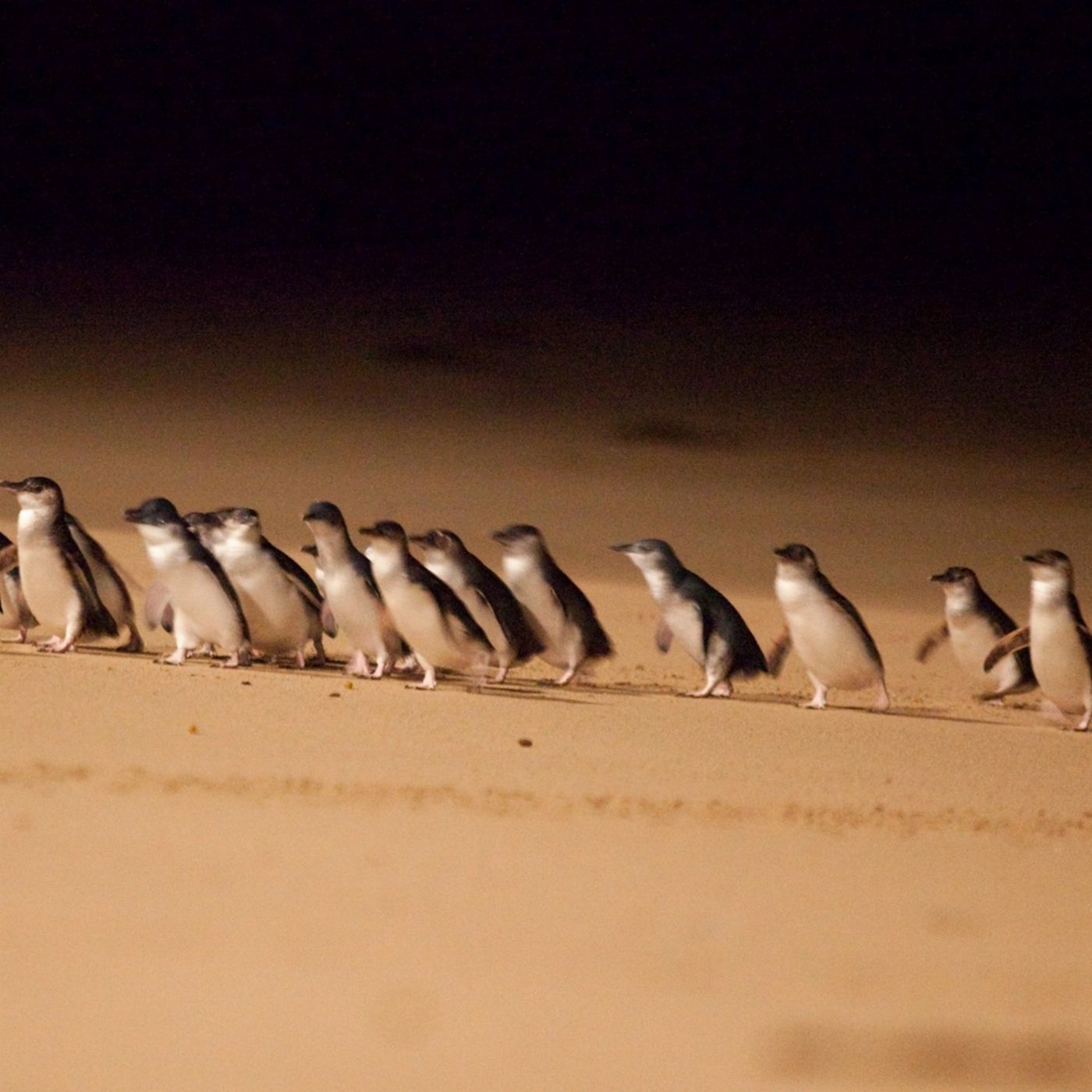Bunyip Tours Phillip Island Penguin Parade Ultimate Eco tour