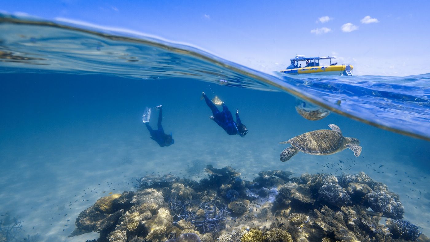 Ocean Safari Great Barrier Reef Snorkel Tour (Morning)