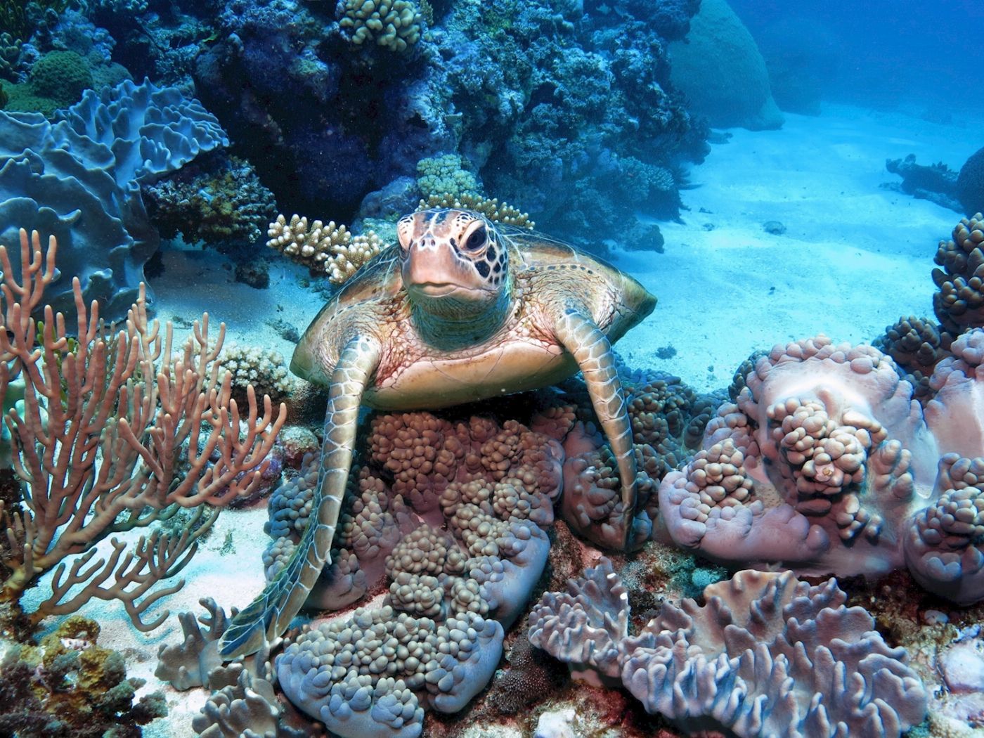 Silverswift Barrier Reef Cruise (Introductory Dive)
