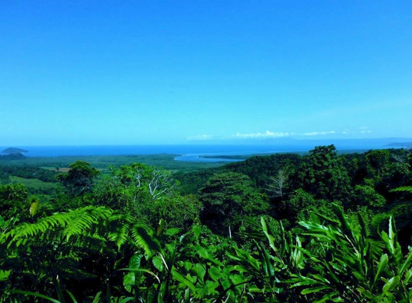 Discovery Tours Premium Cape Tribulation, Daintree & Mossman Gorge Rainforest Day Tour