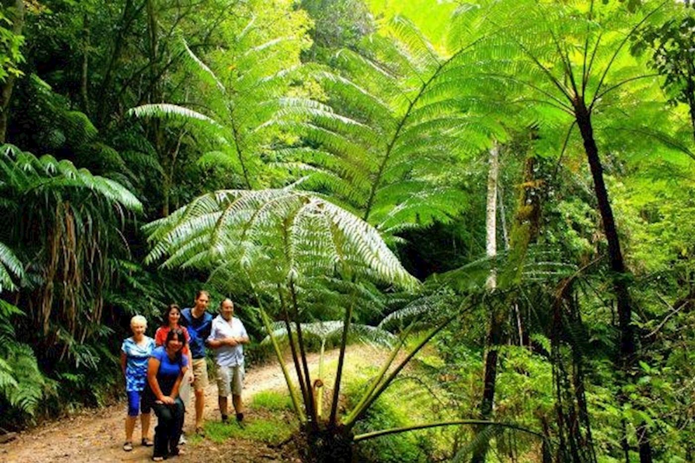 Discovery Tours Rainforest & Waterfalls Half Day Tour