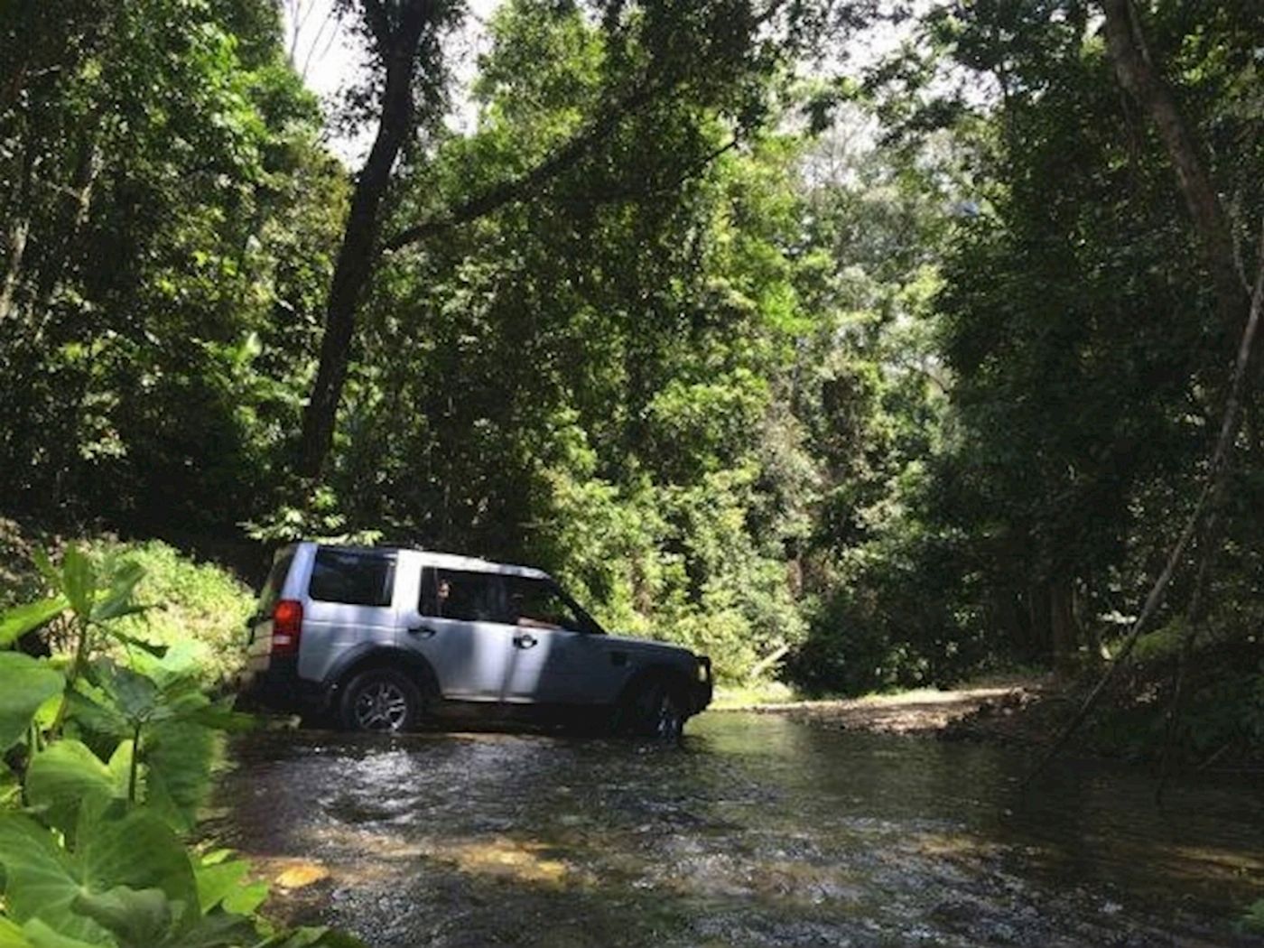 Discovery Tours Rainforest & Waterfalls Half Day Tour