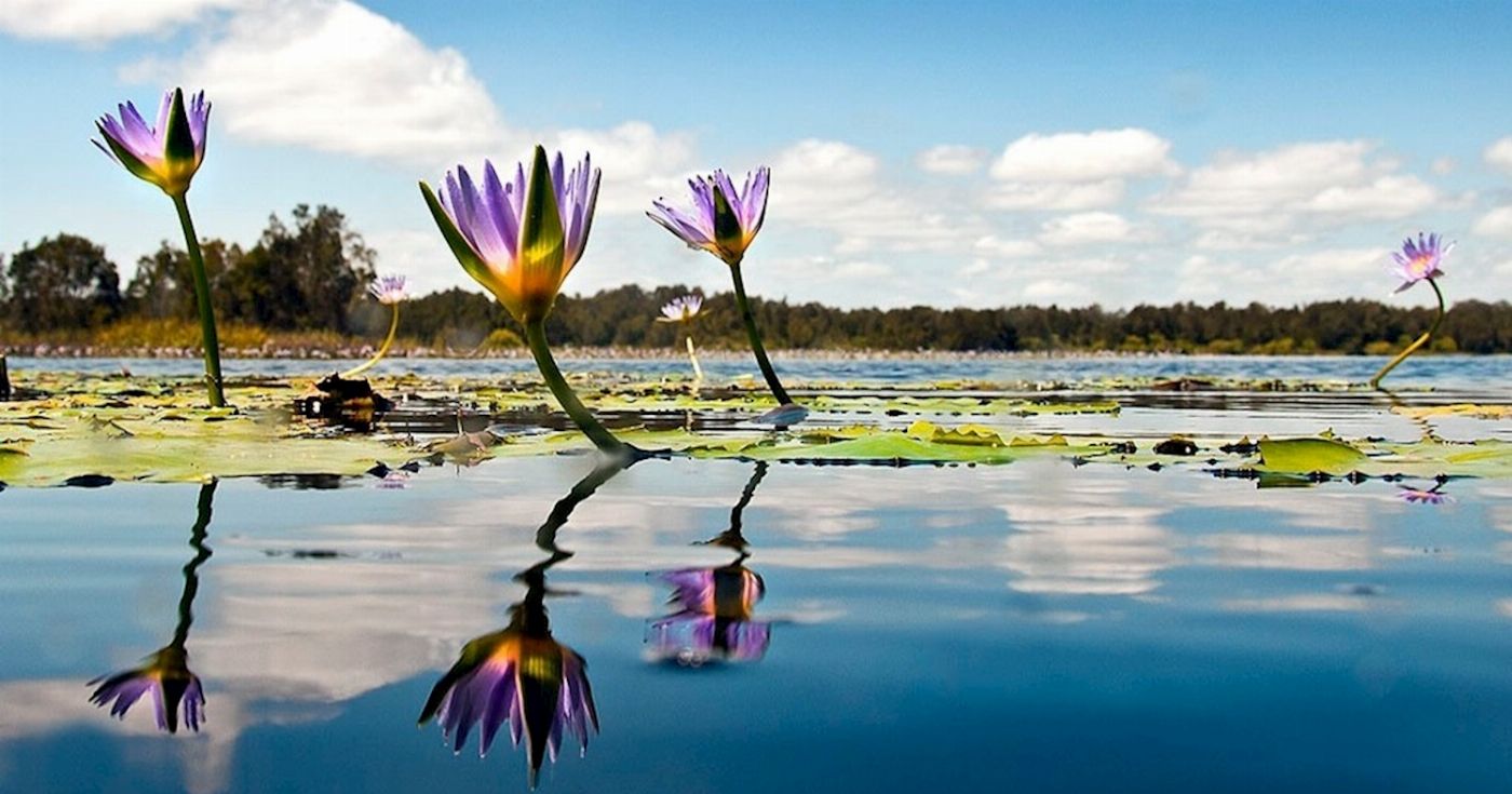 Everglades Eco Safaris Everglades Serenity Tour