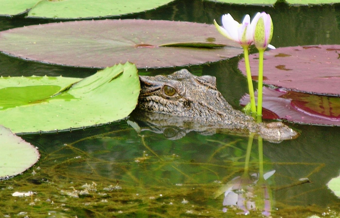 Wetland Cruises Corroboree Billabong Wetland Cruise - 2.5hr Lunch Cruise Self Drive - 12.45pm