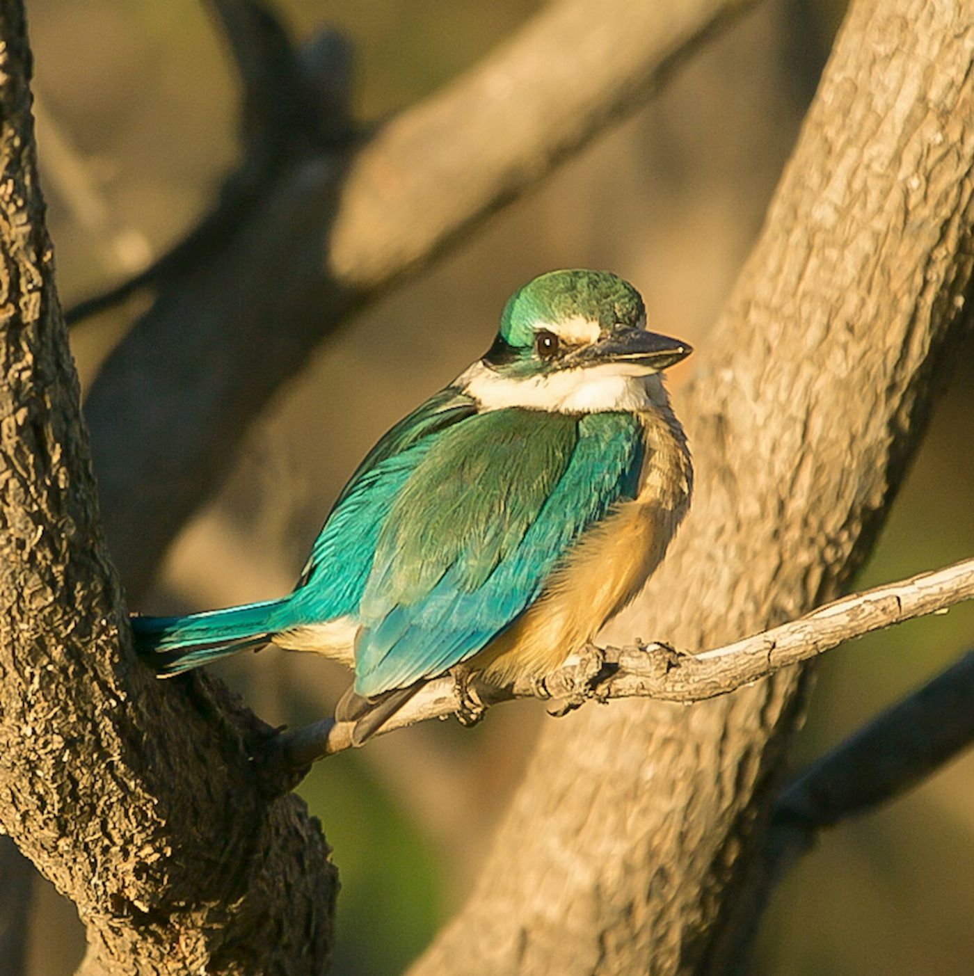 Wetland Cruises Corroboree Billabong Wetland Cruise - 2.5hr Lunch Cruise Self Drive - 12.45pm