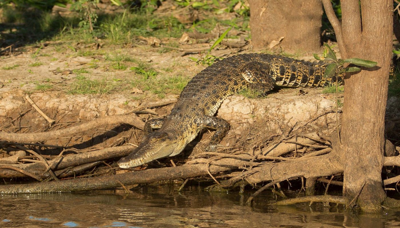 Wetland Cruises Corroboree Billabong Wetland Cruise - 2.5hr Lunch Cruise Self Drive - 12.45pm