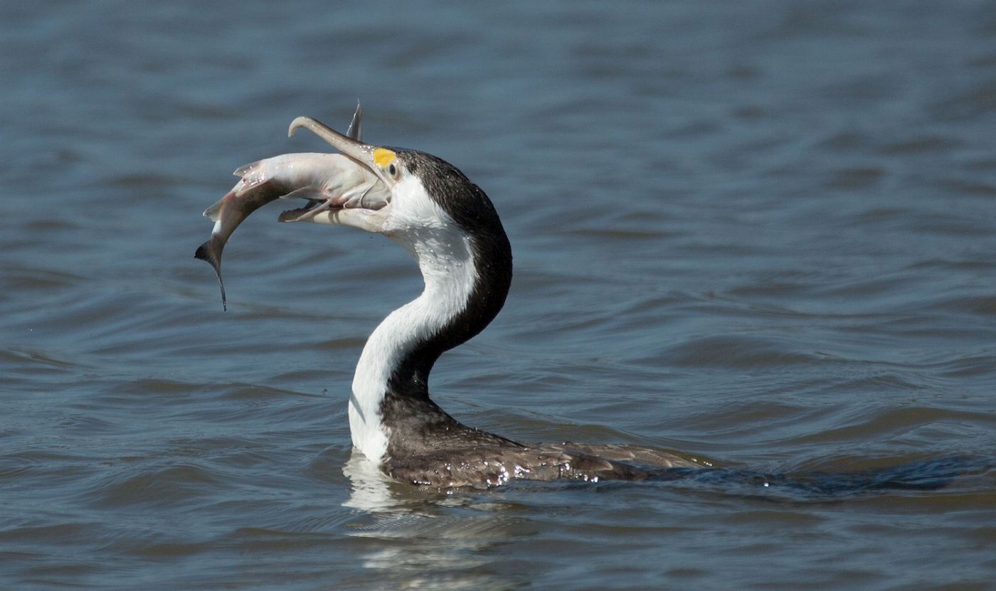 Wetland Cruises Corroboree Billabong Wetland Cruise - 2.5hr Lunch Cruise Self Drive - 12.45pm