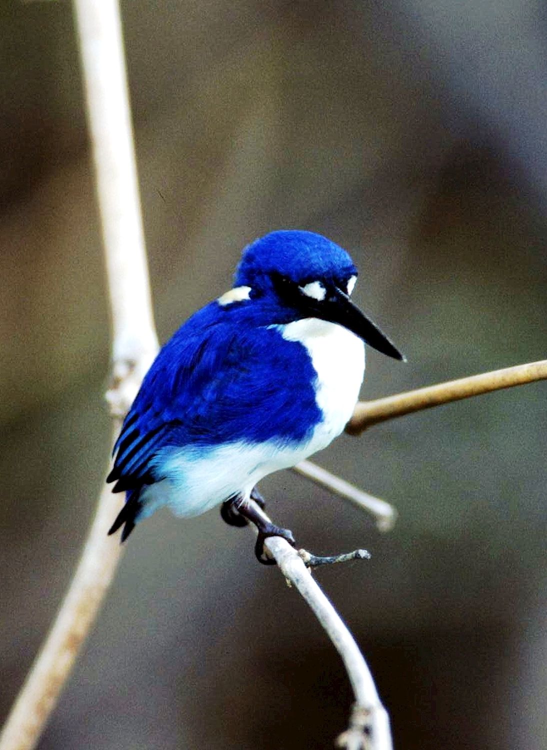 Corroboree Billabong Wetland Cruises - 1.5 hr Morning Cruise Self Drive - 10.00am