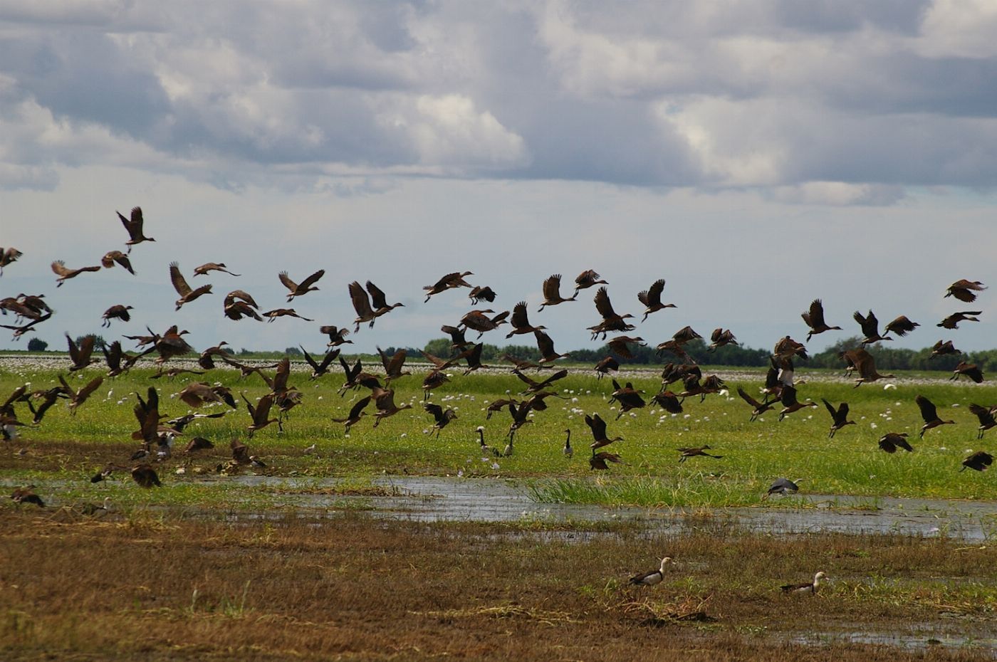 Corroboree Billabong Wetland Cruises - 1.5 hr Morning Cruise Self Drive - 10.00am