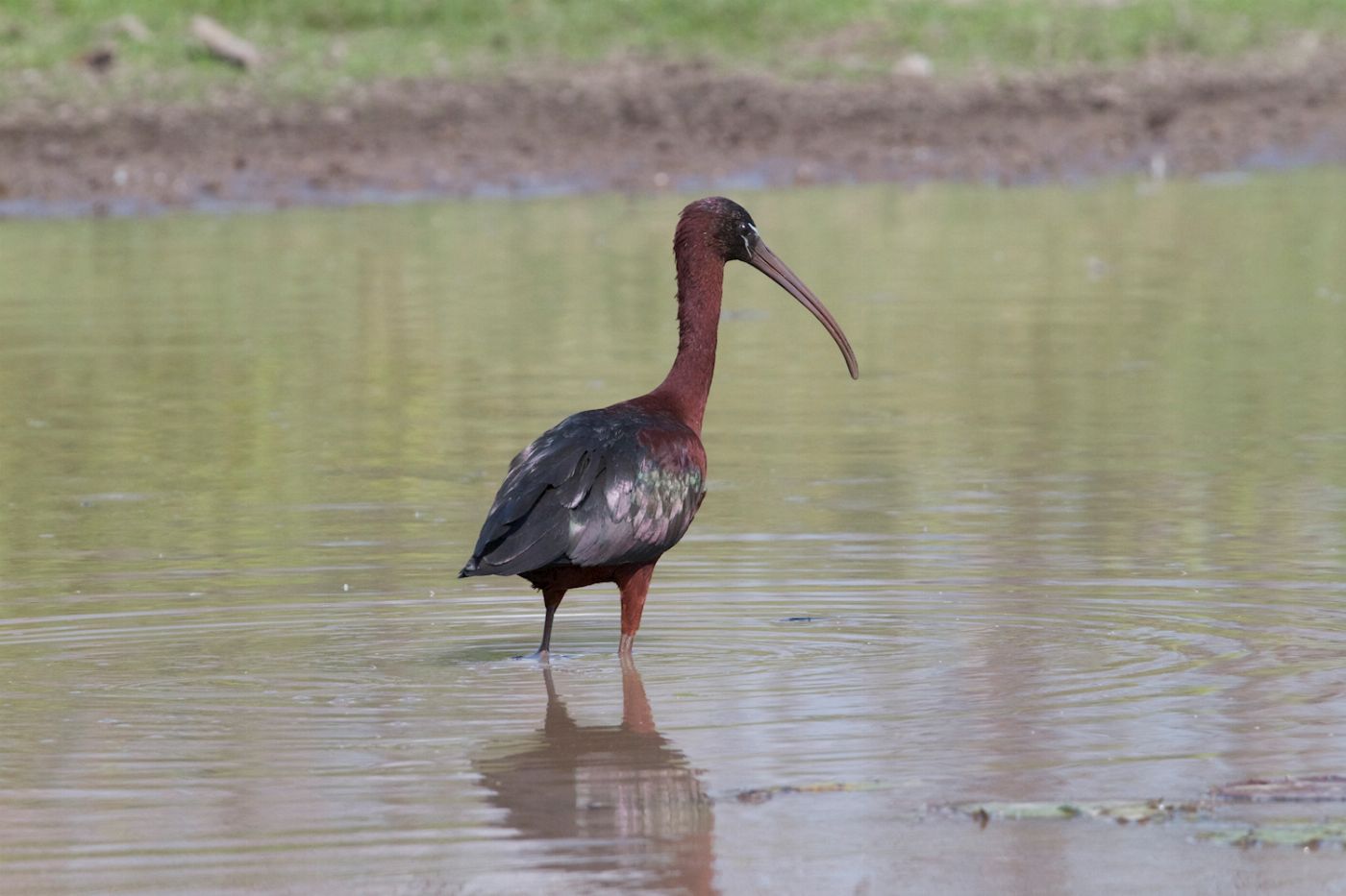 Corroboree Billabong Wetland Cruises - 1.5 hr Morning Cruise Self Drive - 10.00am