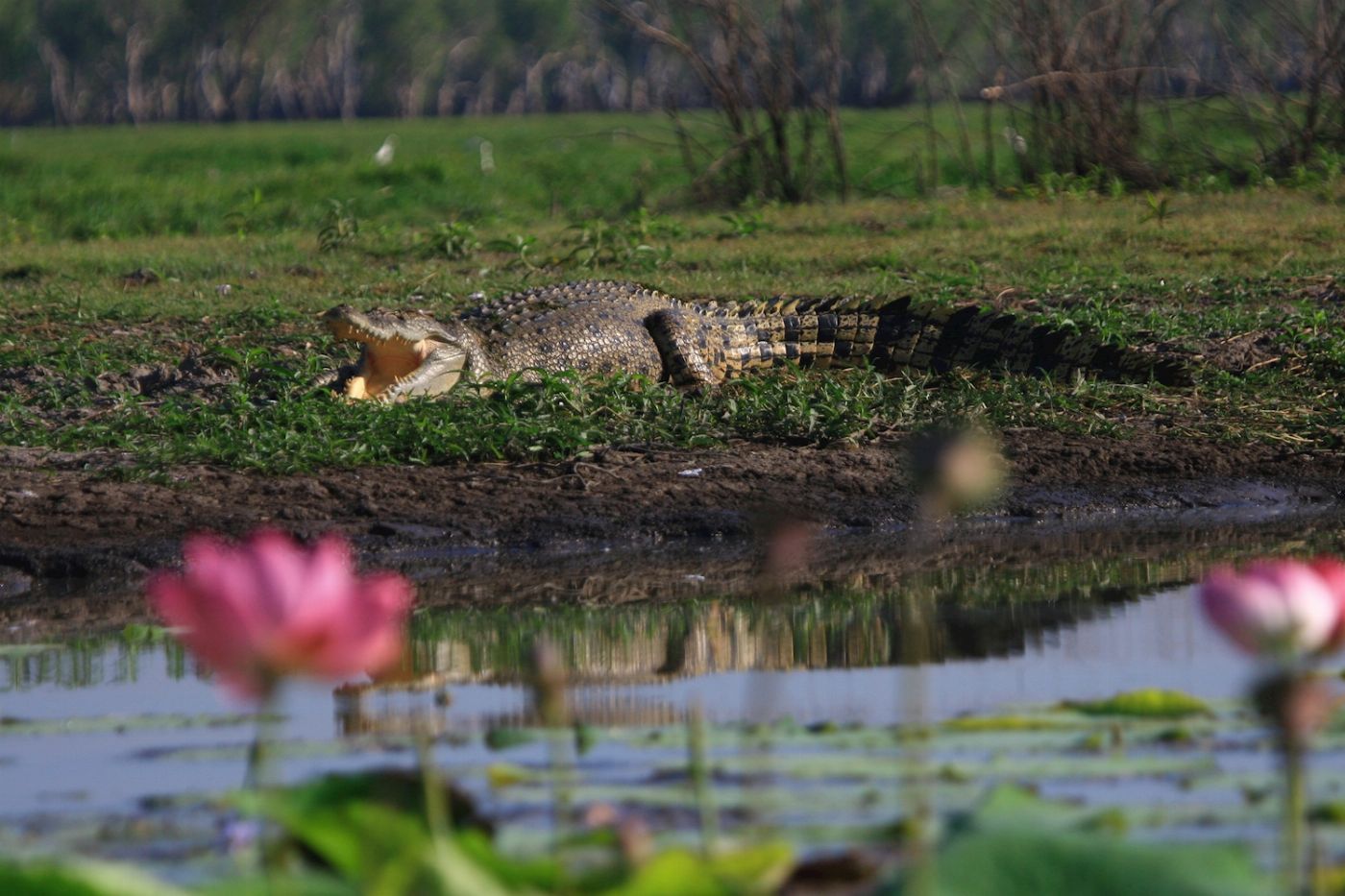 Corroboree Billabong Wetland Cruises - 1.5 hr Morning Cruise Self Drive - 10.00am